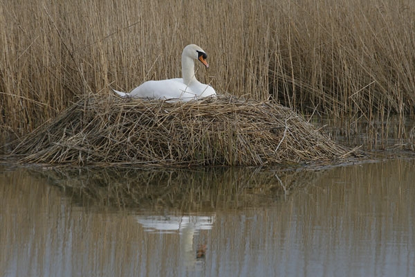 foto: Harvey van Diek