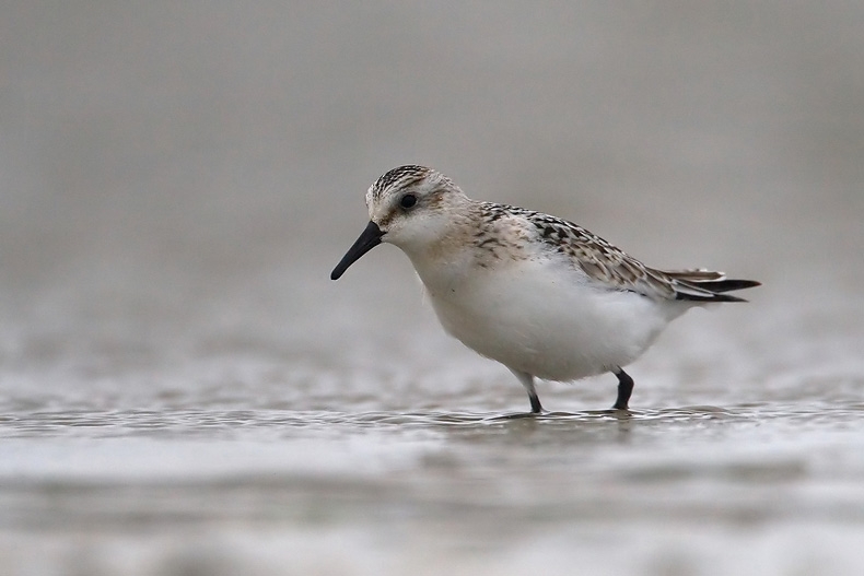 Jonge vogel in het najaar. - foto: Harvey van Diek