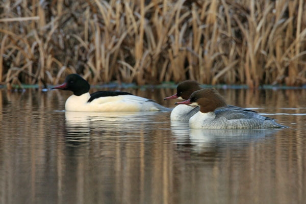 foto: Harvey van Diek