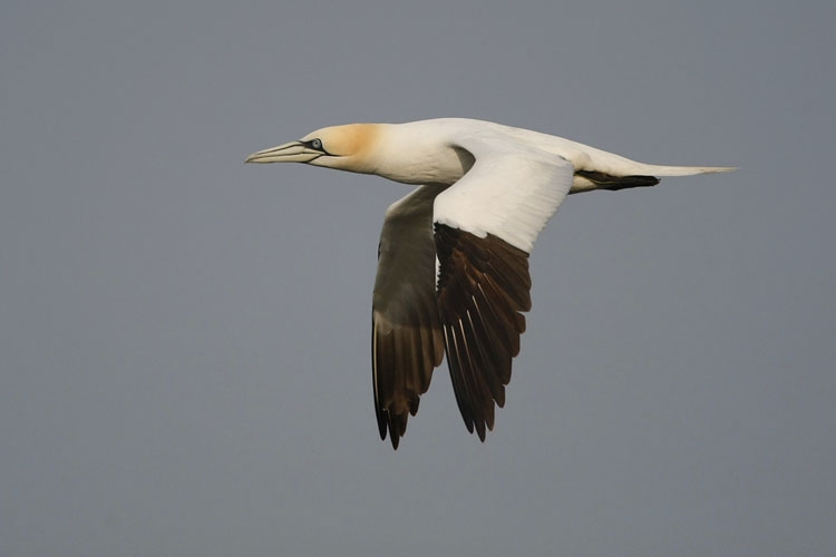 Adult vliegend, Neeltje Jans, ZL, 15 okt. 2015. - foto: Harvey van Diek