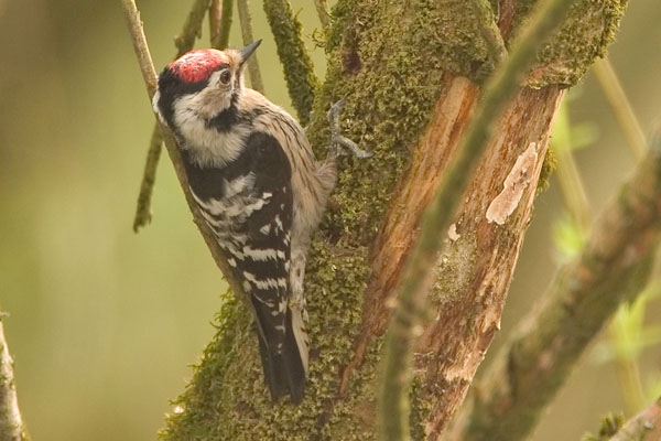 Mannetje (met rood petje), Millingerwaard, Gld, 21 april 2006. - foto: Harvey van Diek