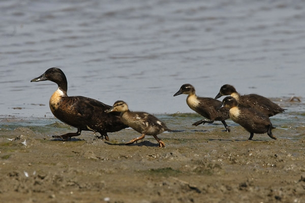 Moeder met jongen, Ooijpolder, Gld, 4 mei 2009. - foto: Harvey van Diek