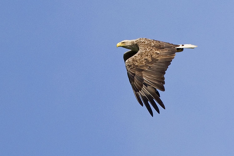 Adult (met geheel witte staart) vliegend. - foto: Harvey van Diek