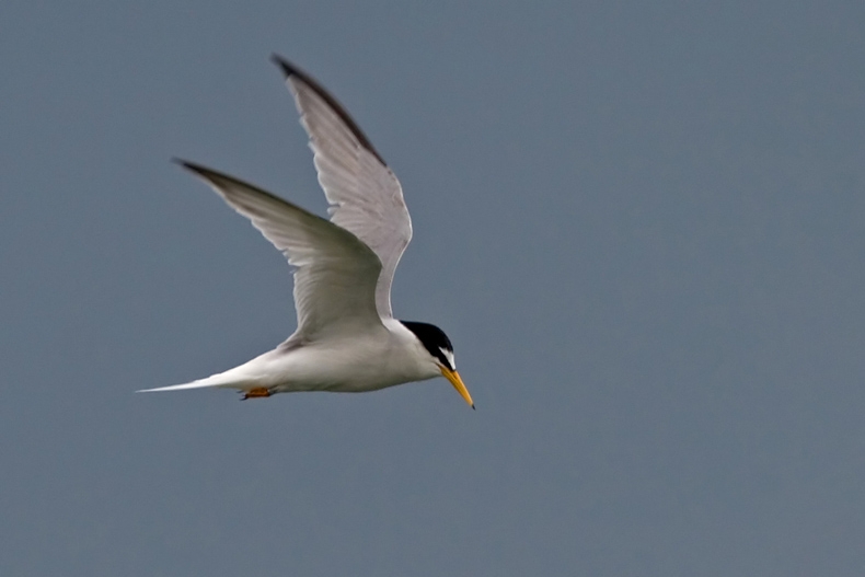 Klein maar fijn. De gele snavel en witte voorhoofd is van afstand goed te zien. - foto: Harvey van Diek