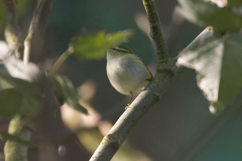 foto: Harvey van Diek
