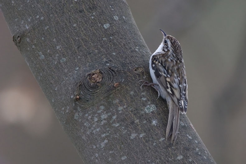 De hagelwitte flank ver doorlopend tot op de onderbuik en het verspringende lichtgele 'trapje' op de vleugel zijn bij dit exemplaar goed zichtbaar. - foto: Harvey van Diek