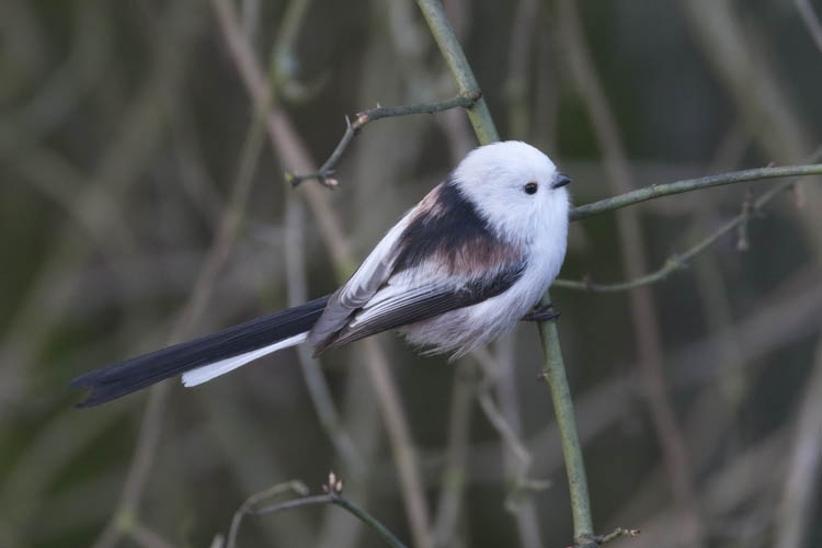 Strak afgesneden witte rand met een smetteloos witte (bijna lichtgevende) kop maakt dit een Witkopstaartmees, Zwanenbroekje, Beek-Ubbergen, Gld, 9 jan 2011. - foto: Harvey van Diek