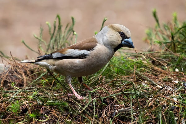 Appelvink vrouwtje Hoge Veluwe 25 mei 2013 - foto: Jankees Schwiebbe
