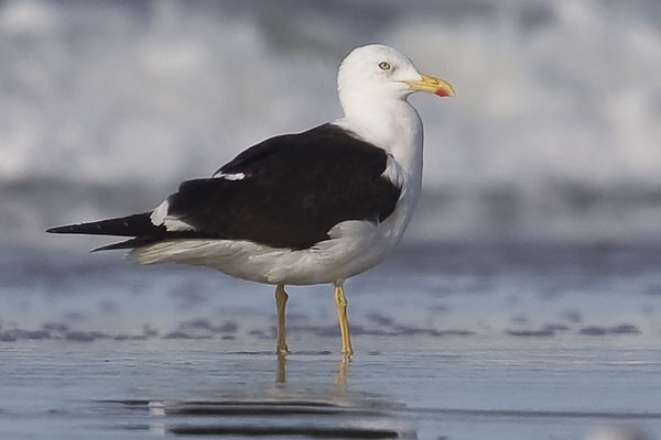 Waarschijnlijke Baltische Mantelmeeuw (zeer donkere rug verschilt niet/nauwelijks van kleur met de zwarte handpennen), Texel, Paal 23, 13 nov 2011. - foto: Jos van den Berg