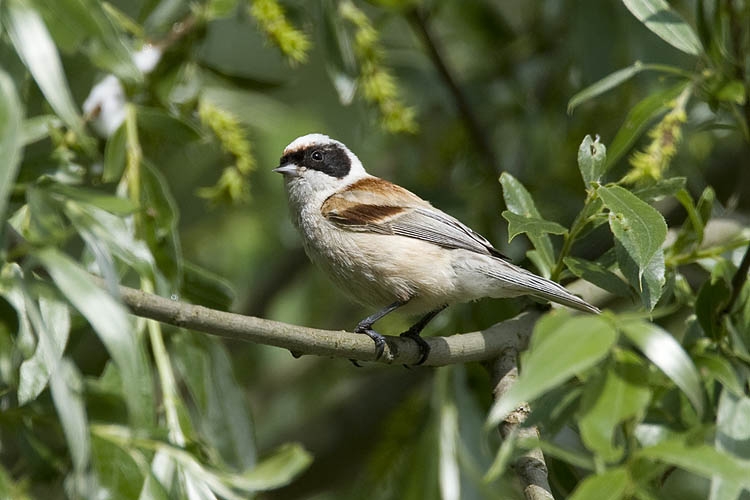 Buidelmees man, Lauwersmeer, 24 mei 2009. - foto: Harvey van Diek