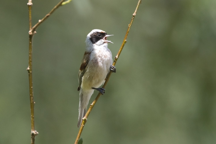 Buidelmees man, Lauwersmeer, 24 mei 2009. - foto: Harvey van Diek