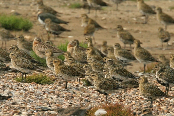 Goudplevieren groep, Texel, 1 sept 2006. - foto: Harvey van Diek