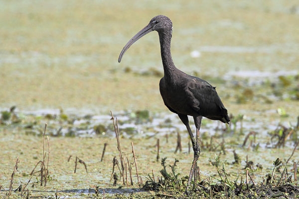 Zwarte Ibis, Zuidlaardermeer, 22 aug. 2012. - foto: Gerrit Kiekebos