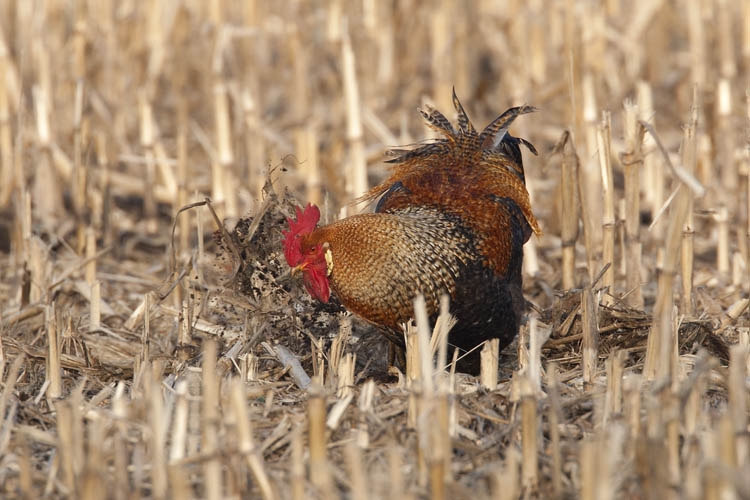 Haan gravend op maïsakker, Bergerheide, 4 maart 2011. - foto: Harvey van Diek