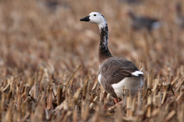 Hybride gans, Ooijpolder, 3 okt. 2011 - foto: Harvey van Diek