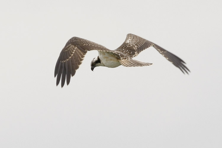 Visarend, jonge vogel jagend, Kraaienhof, Ooijpolder, 3 sept 2010. - foto: Harvey van Diek