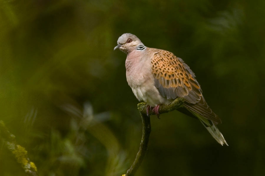 Zang (al dan niet gevolgd door baltsvlucht) vindt vaak plaats vanaf een opvallende plek zoals een kale tak. Ooijpolder, mei 2008. - foto: Harvey van Diek