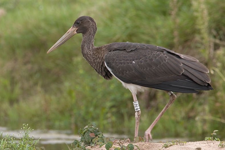 Zwarte Ooievaar, jonge vogel, in Tsjechië gekleurringd ex., Millingerwaard, Ooijpolder, 1 sept 2007. - foto: Harvey van Diek