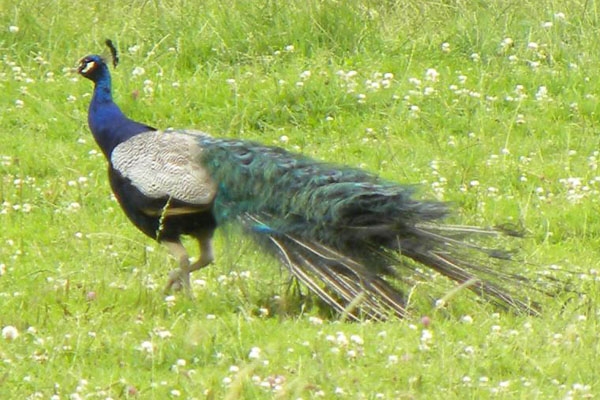 Blauwe Pauw man, Circul, Ooijpolder, 11 juli 2012. - foto: Gijsbert Peelen