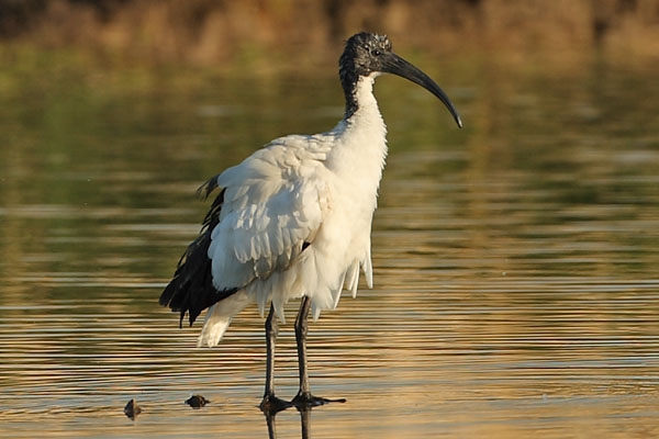 Heilige Ibis, Klaas Hennepoelpolder, Warmond, 27 mei 2013. - foto: Marc Kolkman