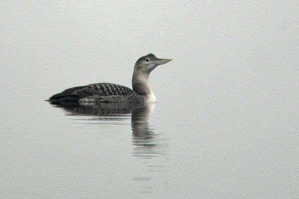 Geelsnavelduiker, Grevelingen, 16 febr 2013. - foto: Martijn Bot