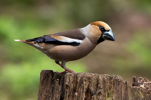 Appelvink man, Hoge Veluwe, 25 mei 2013. - foto: Jankees Schwiebbe