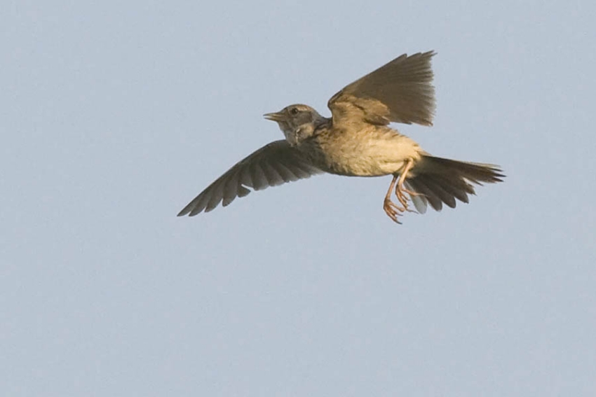 Zingende vogel kan hoog de lucht in gaan probeer hem bij het opstijgen of landen te lokaliseren. Ooijpolder, mei 2008. - foto: Harvey van Diek