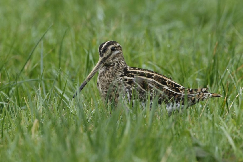 Vogel op de grond valt weinig op. Renesse, maart 2009. - foto: Harvey van Diek