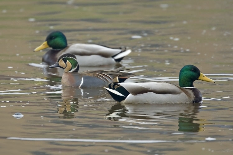 Siberische Taling man tussen mannetjes Wilde Eenden, Almelo, 6 febr. 2010. - foto: Harvey van Diek