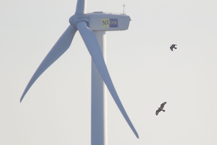 Arendbuizerd (onder) samen met Buizerd, langdurig verblijvend exemplaar, 2e Maasvlakte, 28 sept. 2013. - foto: Harvey van Diek