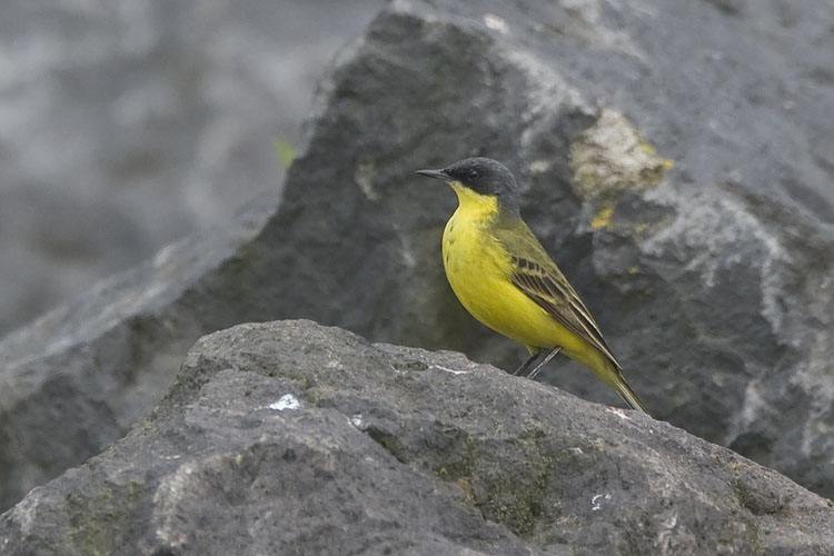 Noordse Kwikstaart, Oostvaardersplassen (Flevopolder), 15 mei 2009. - foto: Harvey van Diek