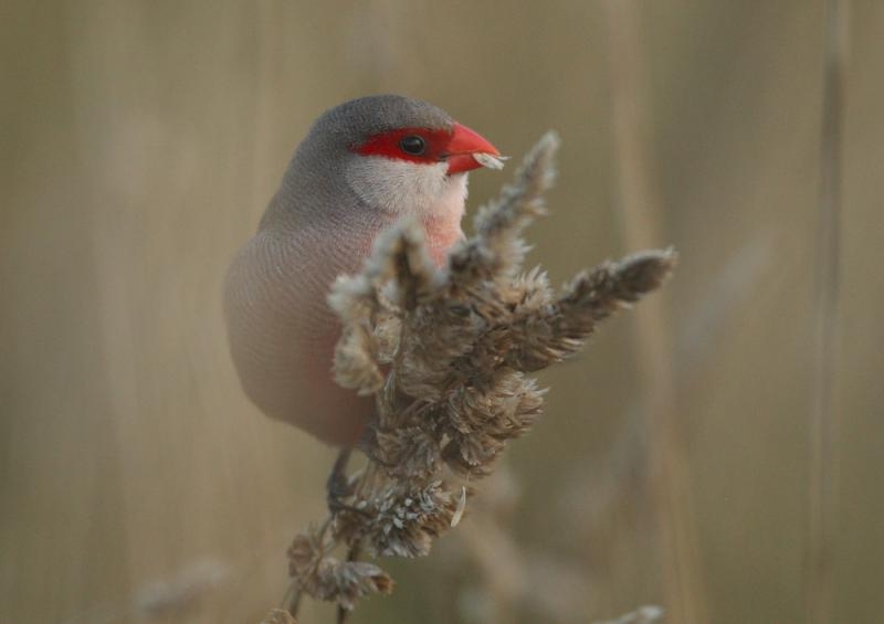 Sint-Helenafazantje, Katwijk aan Zee (ZH), 5 okt. 2013. - foto: Marc Kolkman
