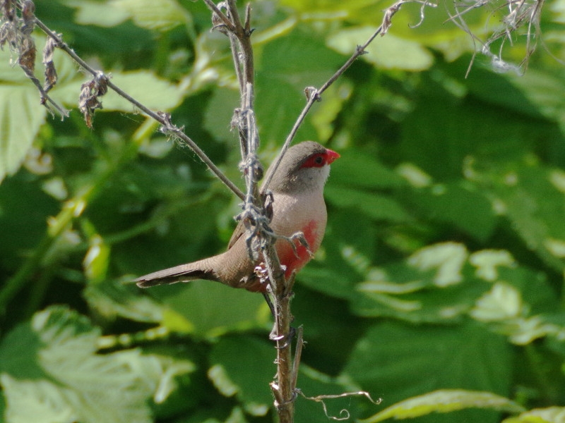 St. Helenafazantje, Amsterdam, NH, 5 mei 2014. - foto: O.J. Goreng